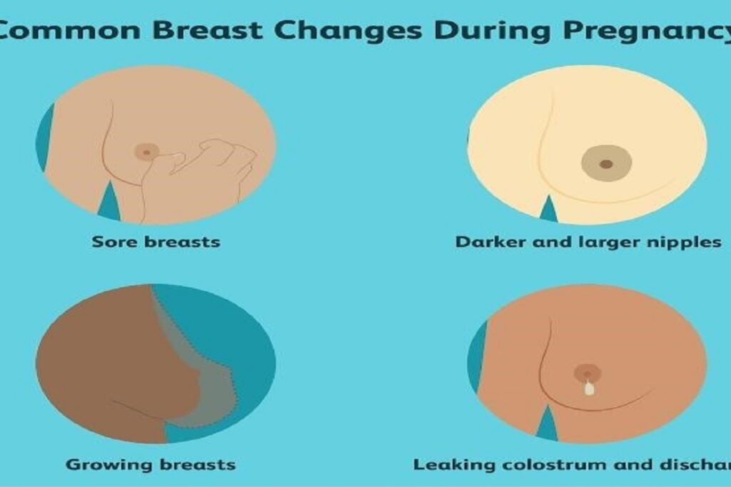 Breast And Cervical Changes